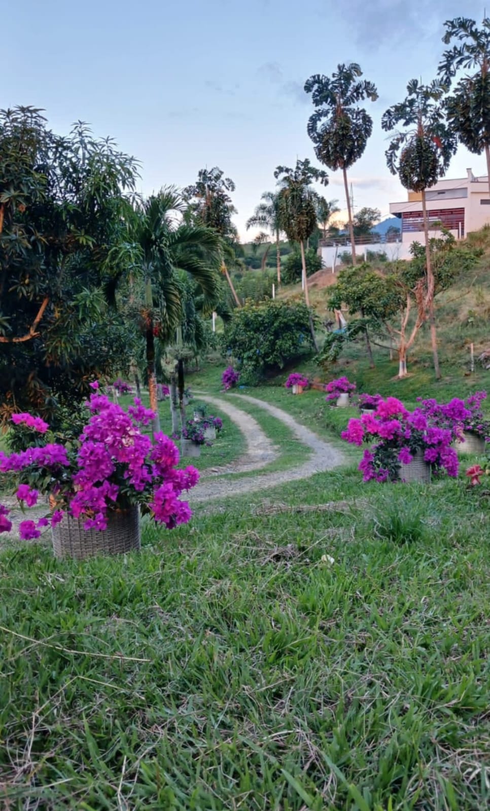 Galería 🌿🏡 Casa campestre en venta – Viterbo, Caldas